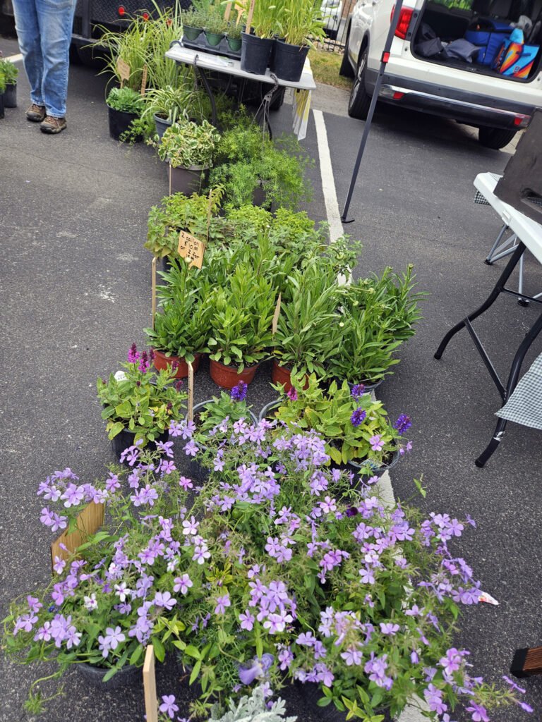 Outdoor plant sale display with numerous potted green plants and purple flowering annuals arranged on the ground and on tables near a vehicle with open hatchback.