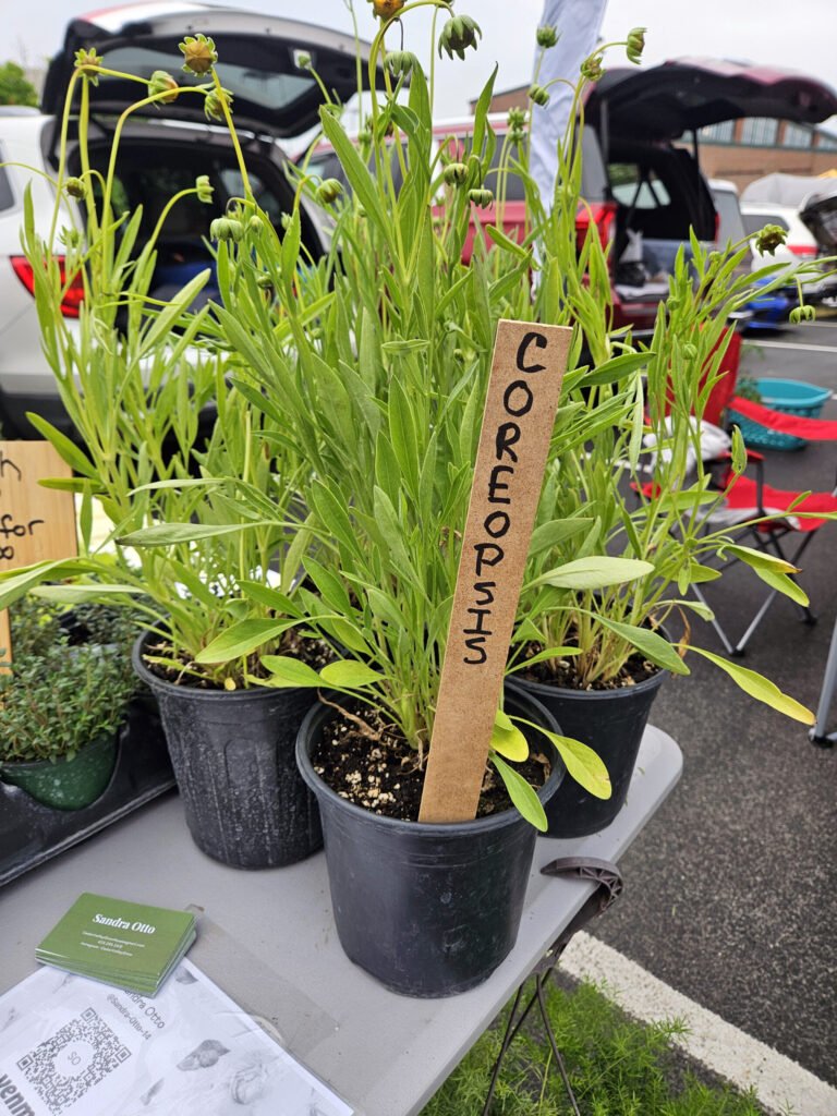 Several potted coreopsis plants on a market table, with a vertical COREOPSIS label; cars with open trunks in the background.