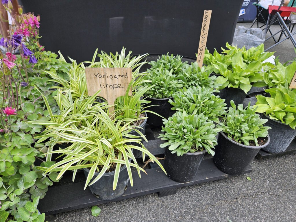 Display of potted variegated liriope and other green plants with handwritten signs at a market stall.
