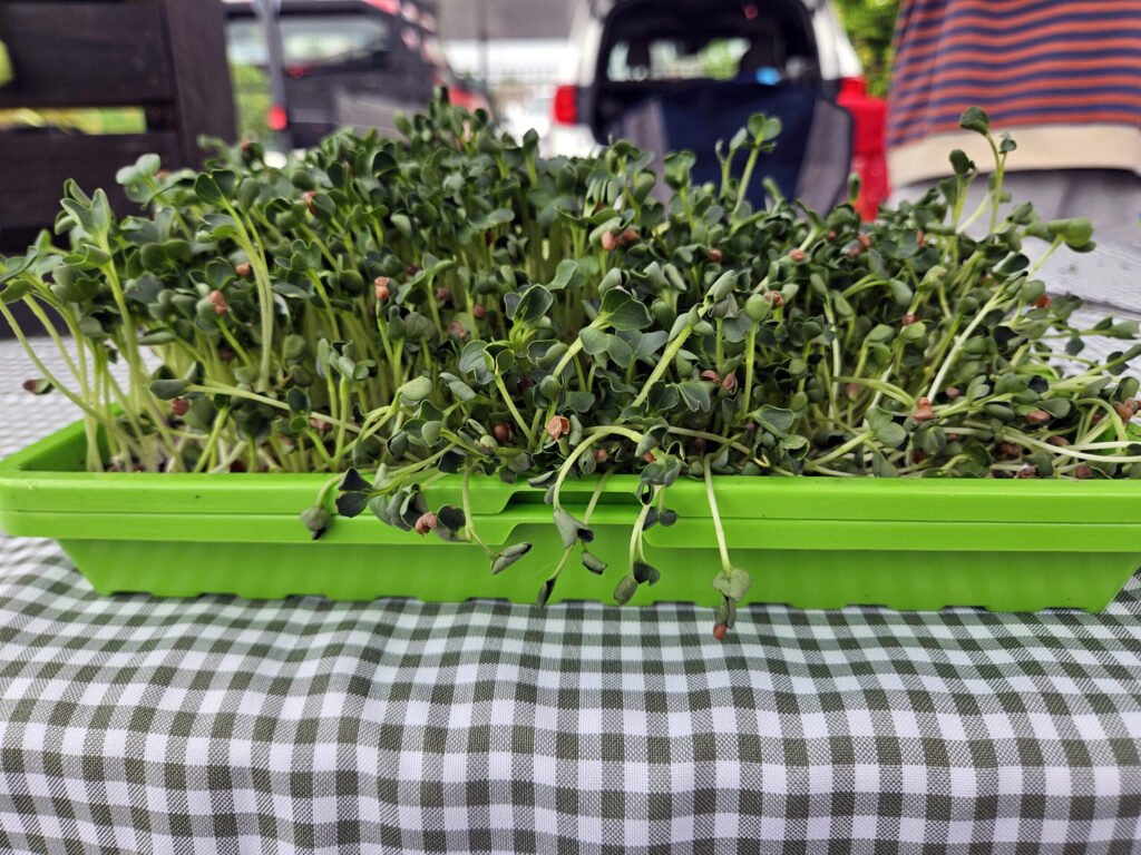 Close-up of fresh microgreens in a bright green tray on a black-and-white checkered tablecloth, with a blurred car and person in the background.