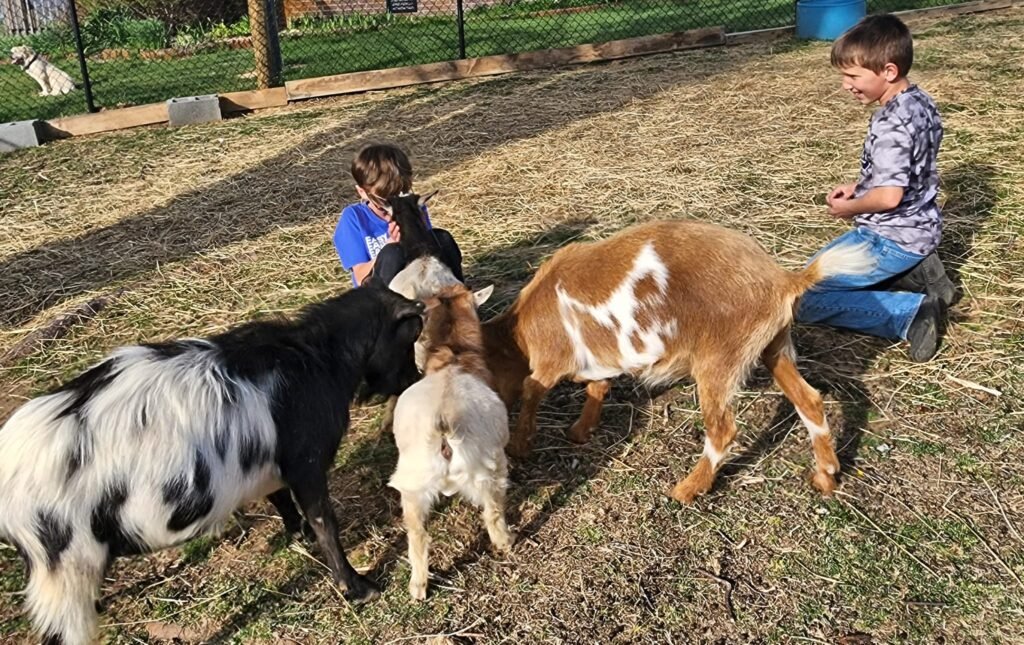 The boys playing with goats
