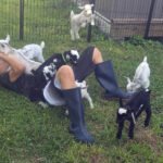 Kid playing with goats