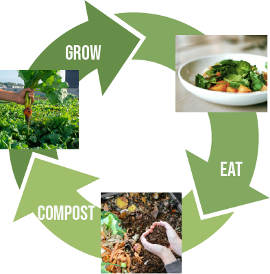 Food Cycle Infographic