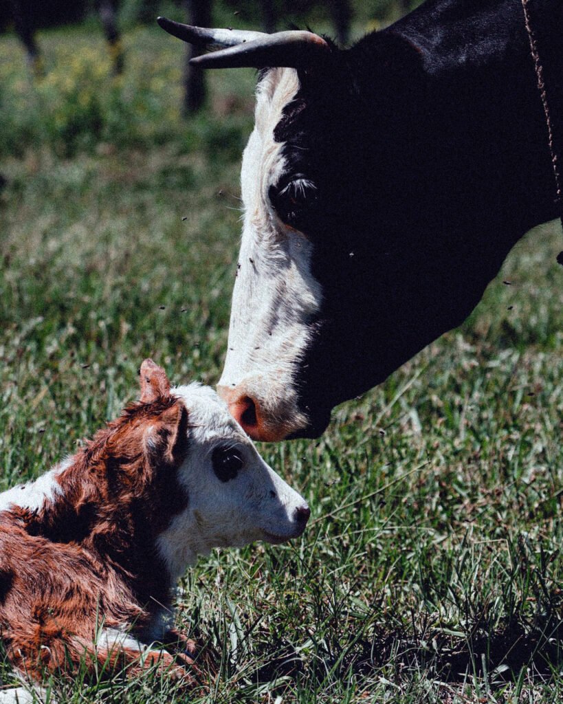 Cow and her calf