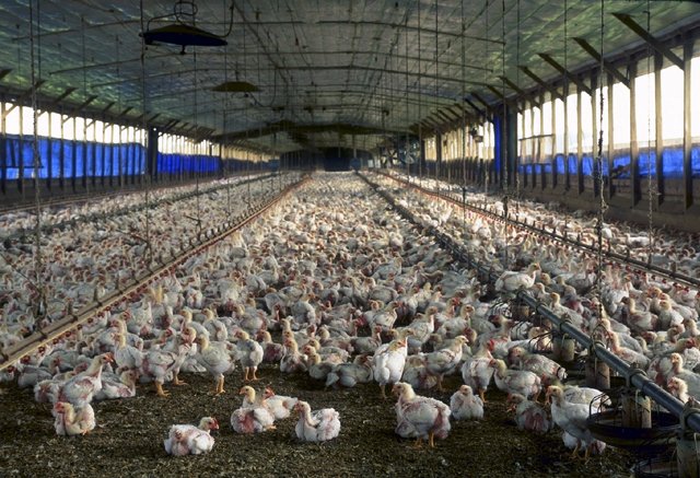 Florida Chicken Farm