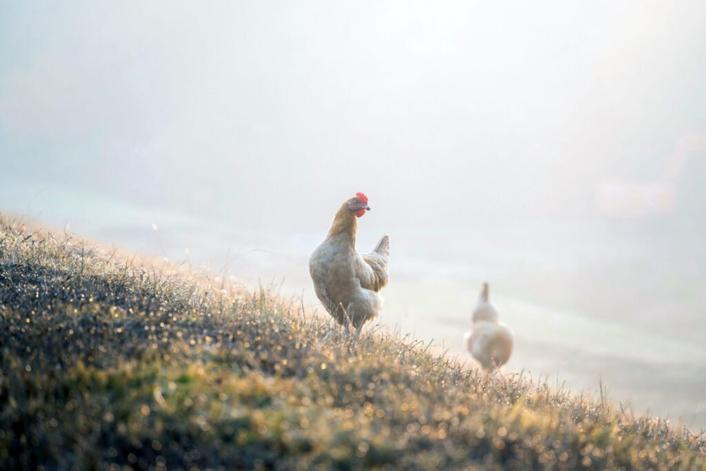 Free range chickens