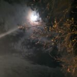 Night through the trees