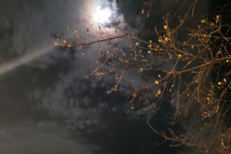 Night through the trees - Appalachian Highlands Farmers Magazine Night through the trees