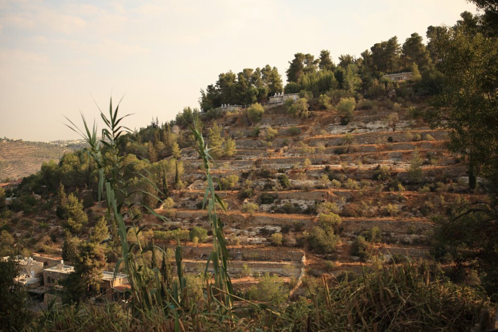 Terraced hillside Near Jerusalem with stone walls and olive trees under a pale sky, viewed from a foreground of grasses. Photo by Zeevveez via Wikimedia Commons