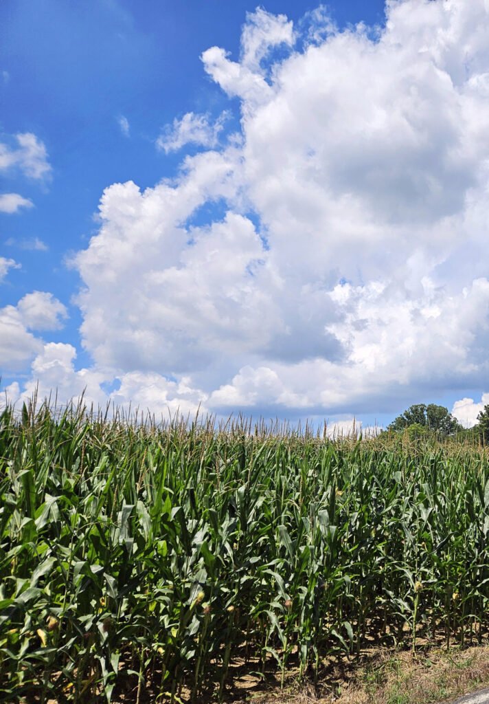 Corn Field
