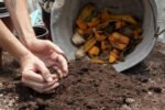 Hands digging and loosening dark soil next to a wheelbarrow filled with fruit scraps and compostable material.