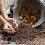 Hands digging and loosening dark soil next to a wheelbarrow filled with fruit scraps and compostable material.