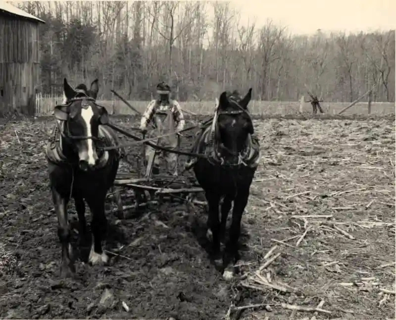 Plowing a field using mules 1937