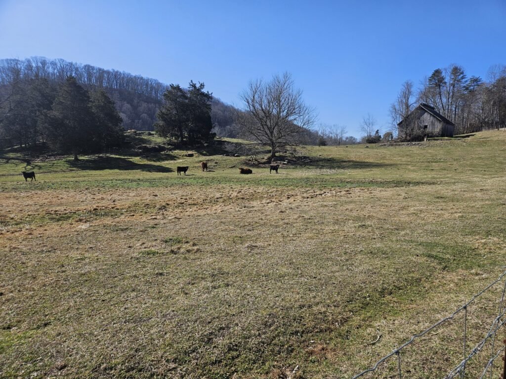 Open grassy hillside with scattered cows and a weathered barn on the right under a clear blue sky, a fence in the foreground