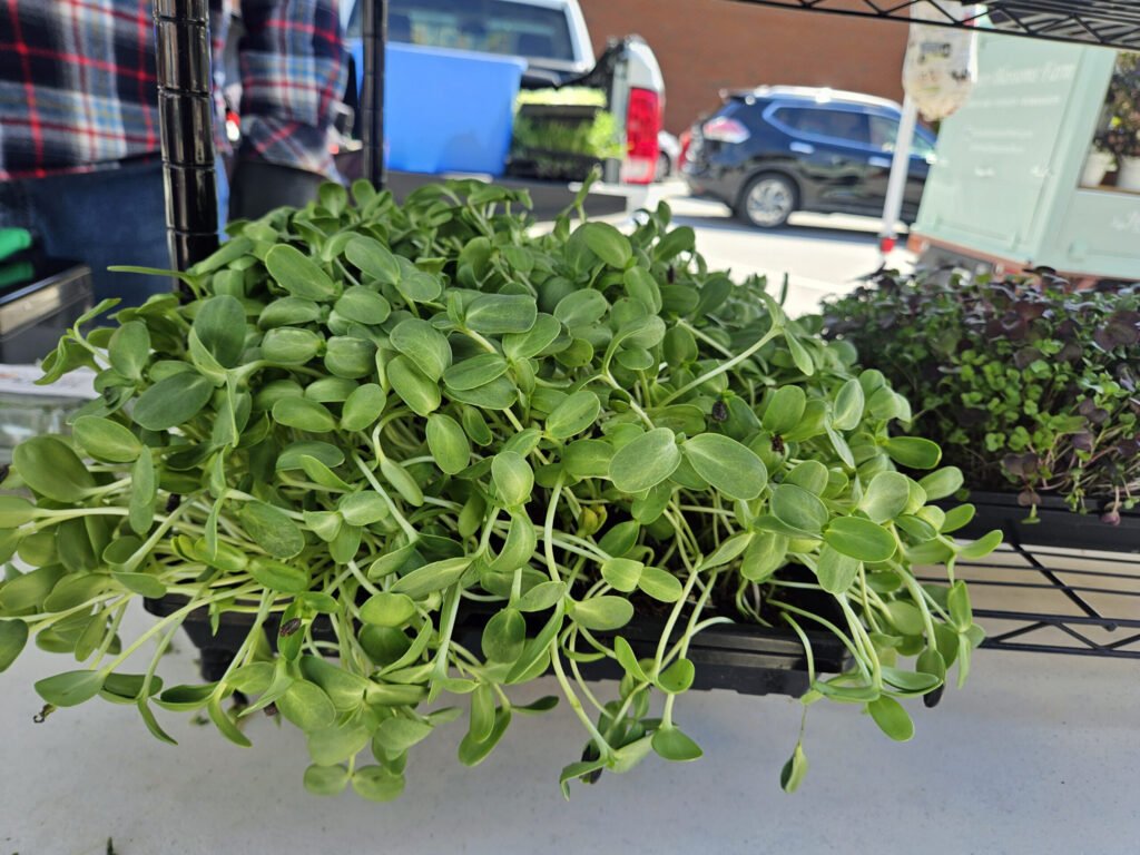 Micro greens