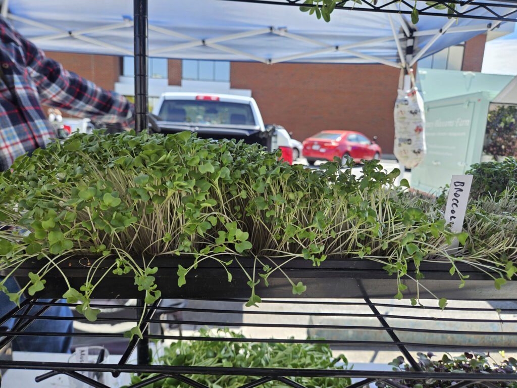 Tray of young green microgreens in a planter at an outdoor market setup under a blue canopy, urban buildings in the background.