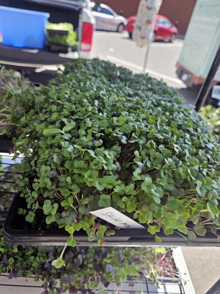 Close-up view of a dense green leafy shrub in a black planter with a white tag, outdoors near parked cars and a blue bin in the background.