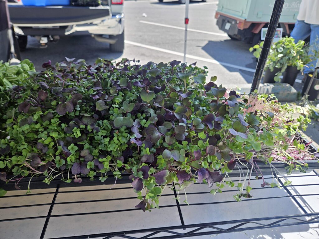 Dense planter of purple and green oxalis leaves in a raised container, with a parking lot and vehicles in the background
