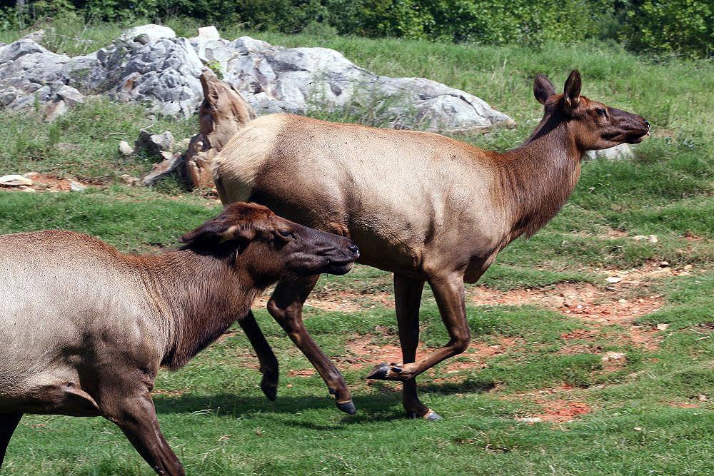 Cervus canadensis: Photo by David J. Stang