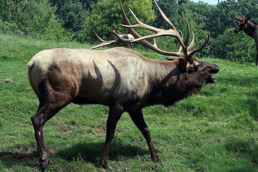 Cervus canadensis - photo by David J. Stang