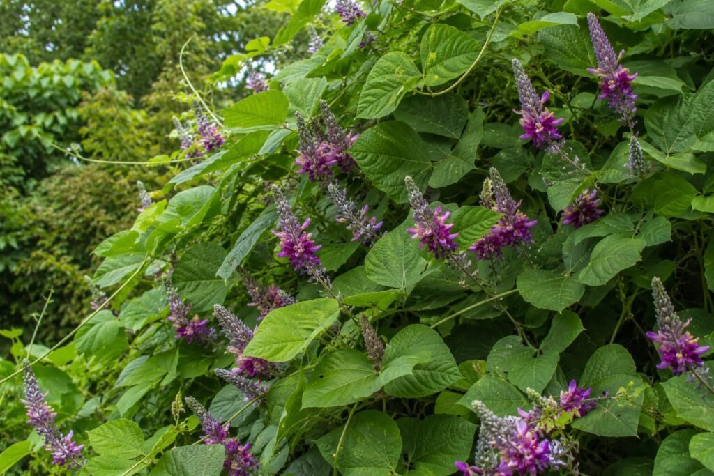 Illustration of a close-up of a kudzu plant.
