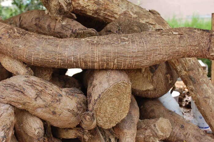 Pile of cut Kudzu roots. Photo by Empress Wu Zetian