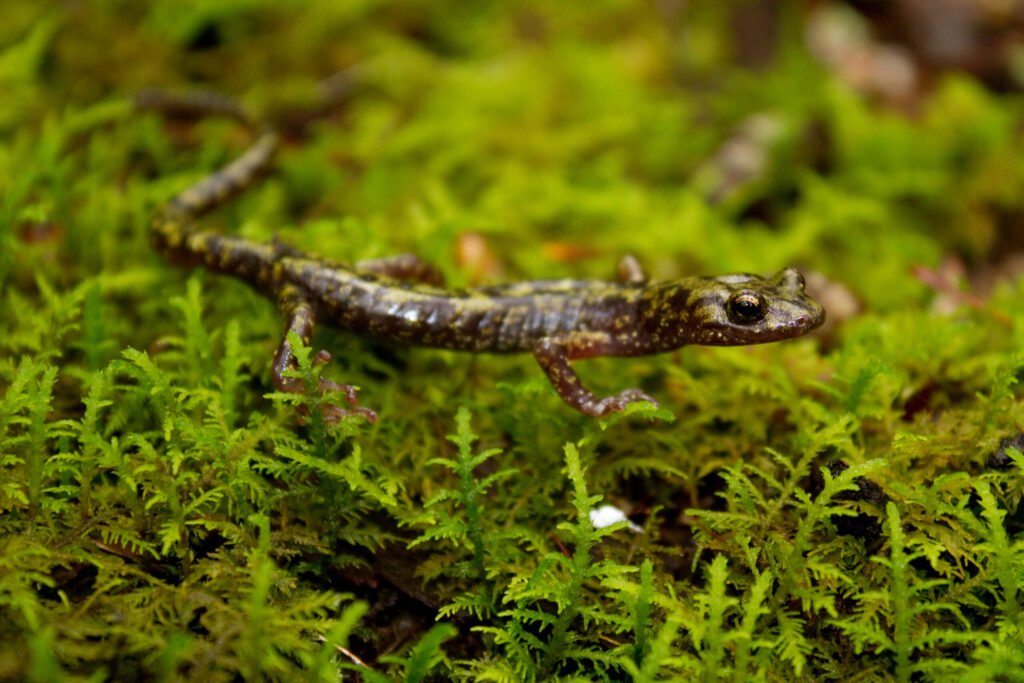 Green salamander from Breaks Interstate Park by Brian Gratwicke