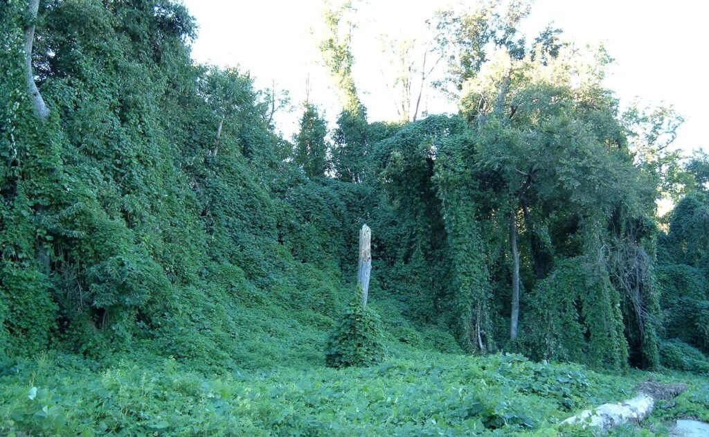 Kudzu on trees in Atlanta, Georgia Photo by Scott Ehardt