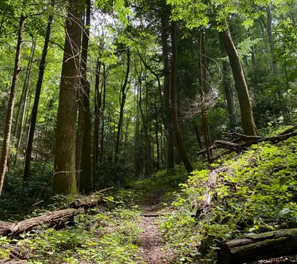 Lewis Hollow Trail photo courtesy of the NPS