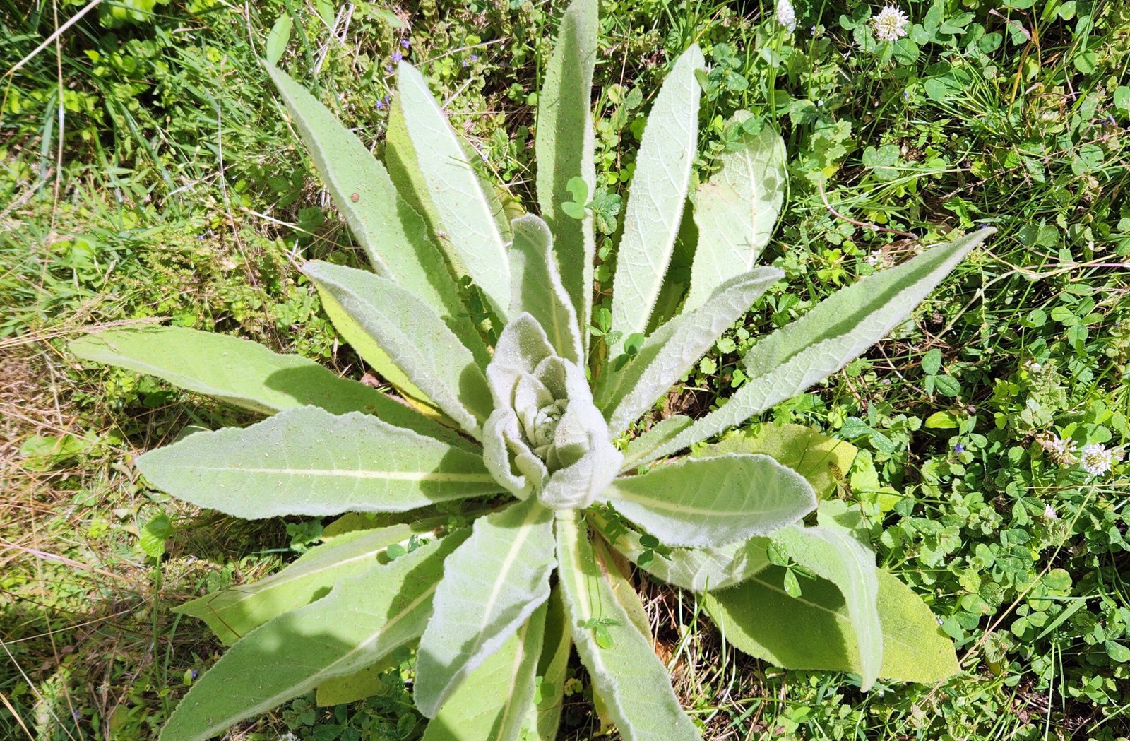 Mullein plant - Photo by Kathy Creighton