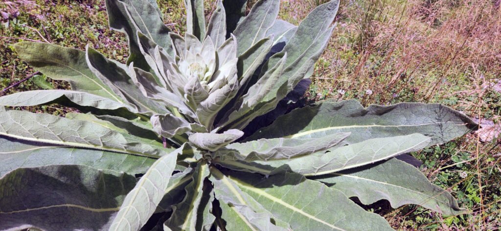 Mullein plant - Photo by Kathy Creighton
