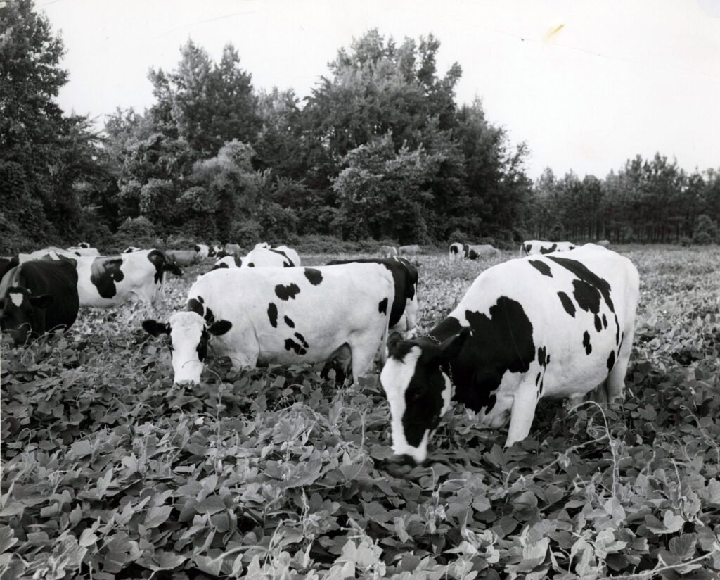 Dairy cows grazing in a on Kudzu circa 1957. Photo by U.S. Department  of Agriculture