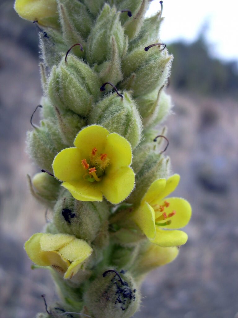 Mullein Flower - photo by Forest & Kim Starr