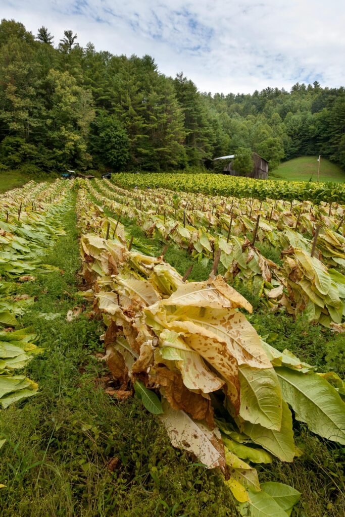 Tobacco Farm - Photo by Mark Stebnicki