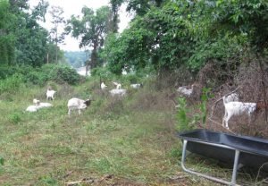 Goats eating Kudzu. Photo Courtesy the Catawba Land Conservancy