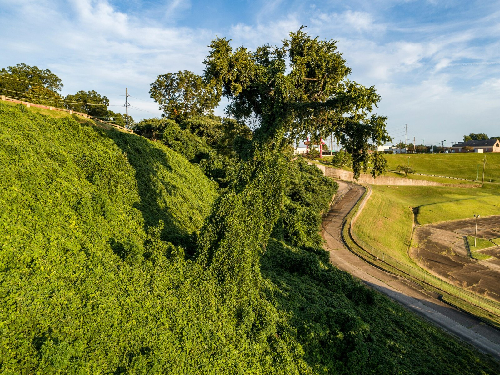 Kudzu taking over trees. Photo by: Justin Wilkens