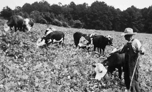 Use of kudzu for cattle grazing in the early-1900s. USDA NRCS Archive, USDA NRCS, Bugwood.org