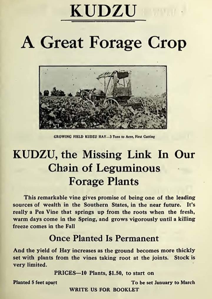 An 1915 ad for Kudzu plants for sale in Birmingham, Alabama