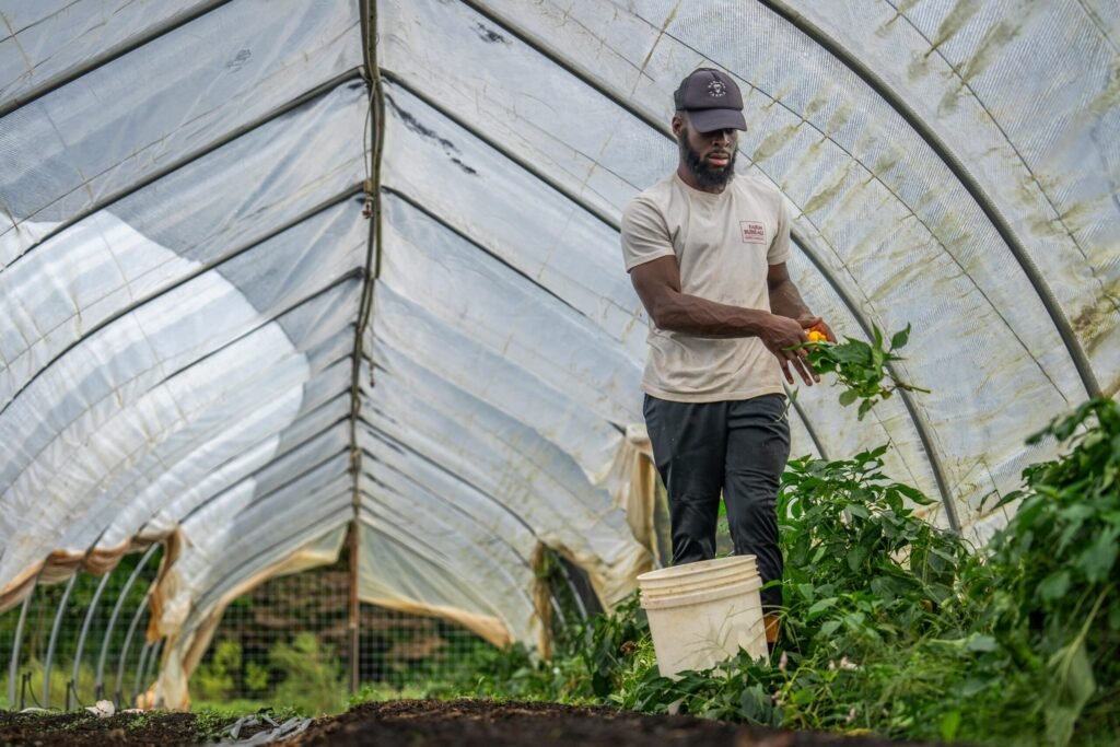 A man wearing a beige t-shirt and cap harvests peppers inside a plastic greenhouse.