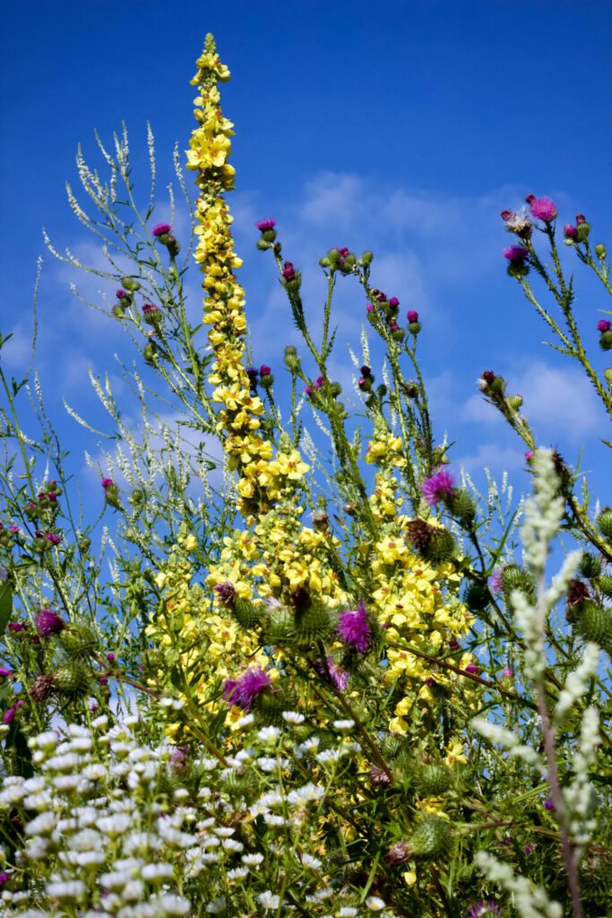 Flowering Yellow Mullein - photo by Peter Dyllong