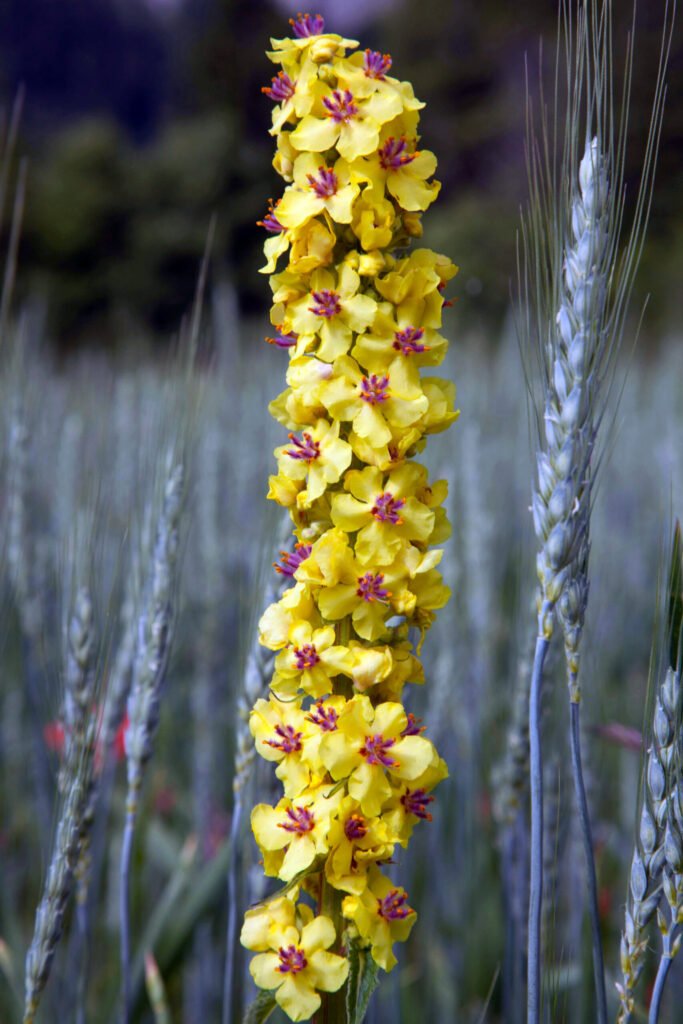 Mullein Flower - photo by Phillipe Serrand