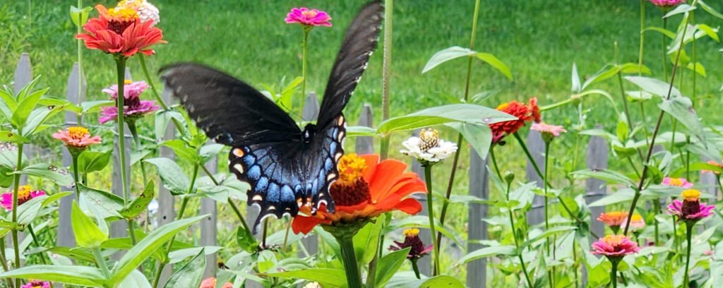 Butterfly hovers over a flower