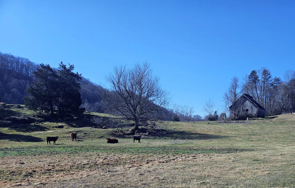 East Tennessee Farm scene with cows - Photo by A. Creighton