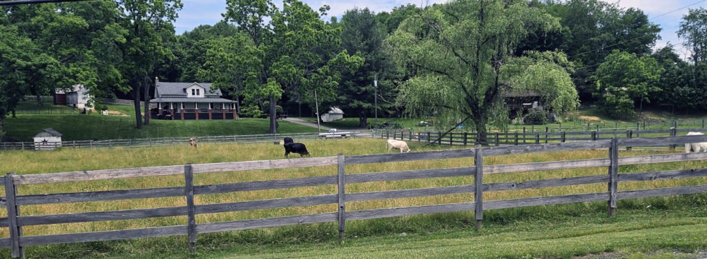 East Tennessee Farm scene with cows - Photo by A. Creighton