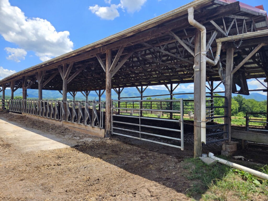 Dairy farm barn where the cows rest in the shade.