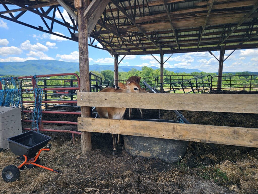 A cow looks cautiously at the crowd outside her stall.