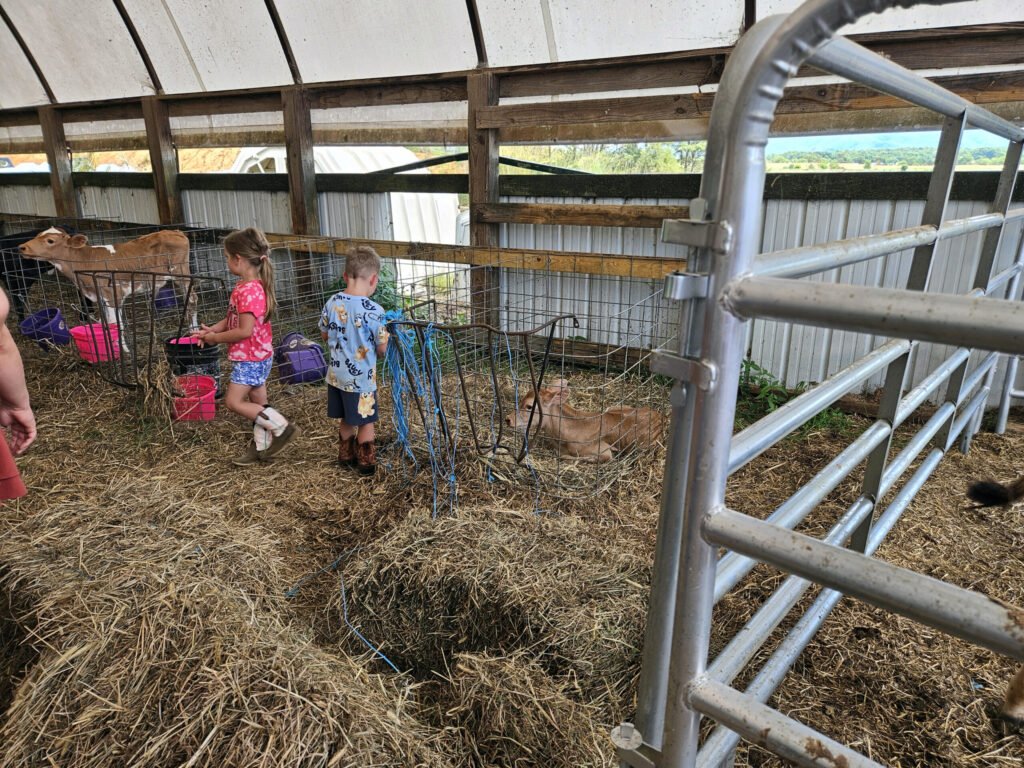 Children in a barn interacting with calves in pens, straw on the floor, and farming equipment nearby.