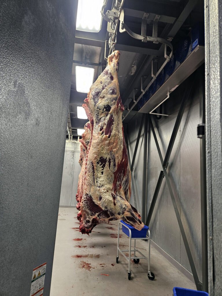 20260613_144218 - Appalachian Highlands Farmers Magazine A whole beef is suspended from the rails system in a hook.