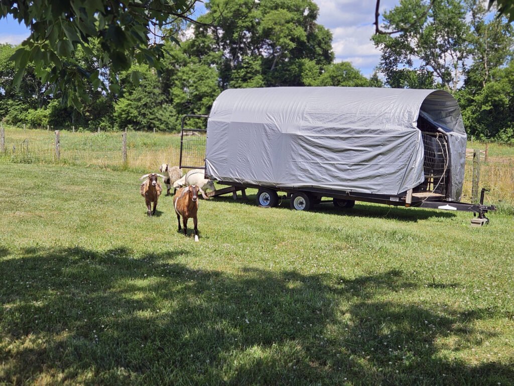 20260613_153010 - Appalachian Highlands Farmers Magazine Goats on the move when Abby calls.
