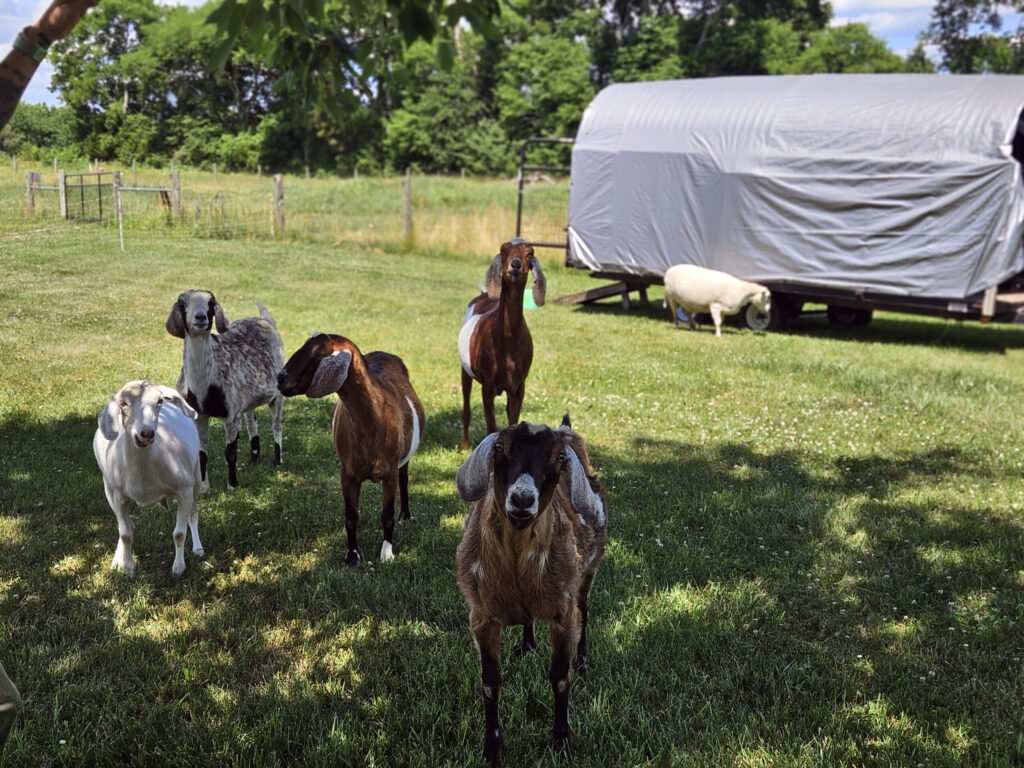 20260613_153031 - Appalachian Highlands Farmers Magazine Goats enjoying the shade of a tree